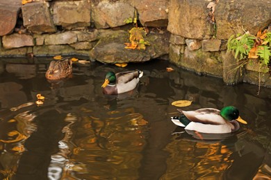 Beautiful ducks in pond and yellow leaves in park