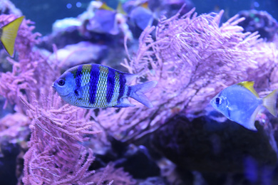 Beautiful tropical fishes in clear aquarium water