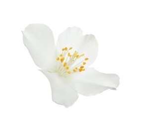 Beautiful flower of jasmine plant isolated on white