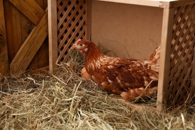 Beautiful chicken in nesting box with eggs inside of henhouse