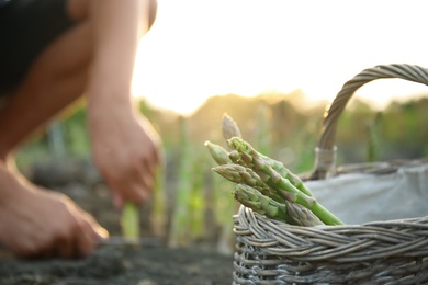 Wicker basket with fresh asparagus in field, closeup