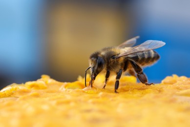Closeup view of fresh honeycomb with bee against blurred background