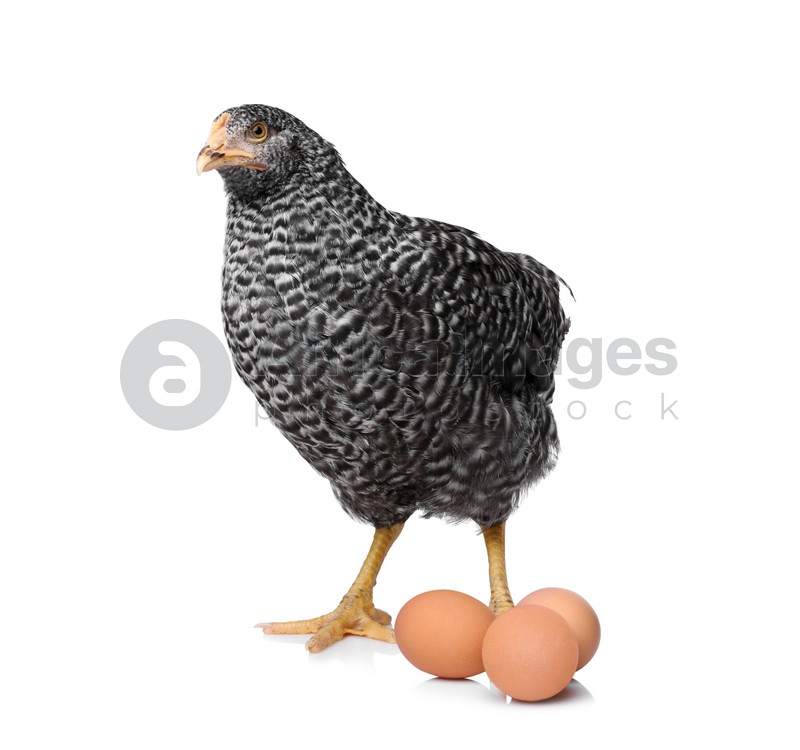 Chicken with eggs on white background. Domestic animal