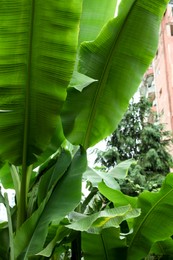 Photo of Fresh green banana plants growing outdoors. Tropical leaves