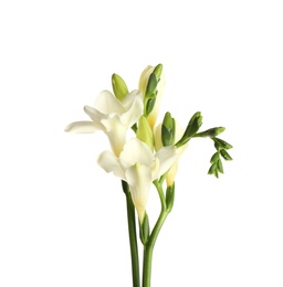 Beautiful blooming freesia flowers isolated on white