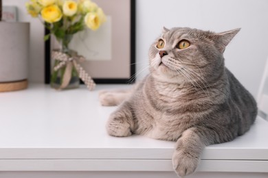 Photo of Cute Scottish straight cat lying on white table at home