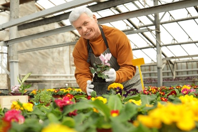 Mature man potting flower in greenhouse. Home gardening