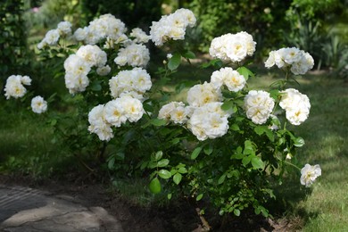 Bushes with beautiful white roses in garden