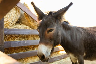 Photo of Cute funny donkey near fence on farm, closeup. Animal husbandry
