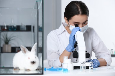 Rabbit in glass box on table and scientist working with microscope at chemical laboratory. Animal testing