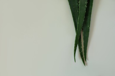 Green aloe vera leaves on light background, top view. Space for text