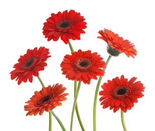 Many beautiful red gerbera flowers isolated on white