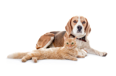 Cute cat and dog on white background. Fluffy friends