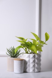 Photo of Beautiful Scindapsus and Aloe in pots on white table. Different house plants