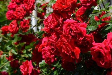 Beautiful blooming rose bush outdoors on sunny day