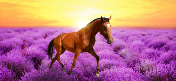 Image of Beautiful horse running in lavender field at sunset. Banner design