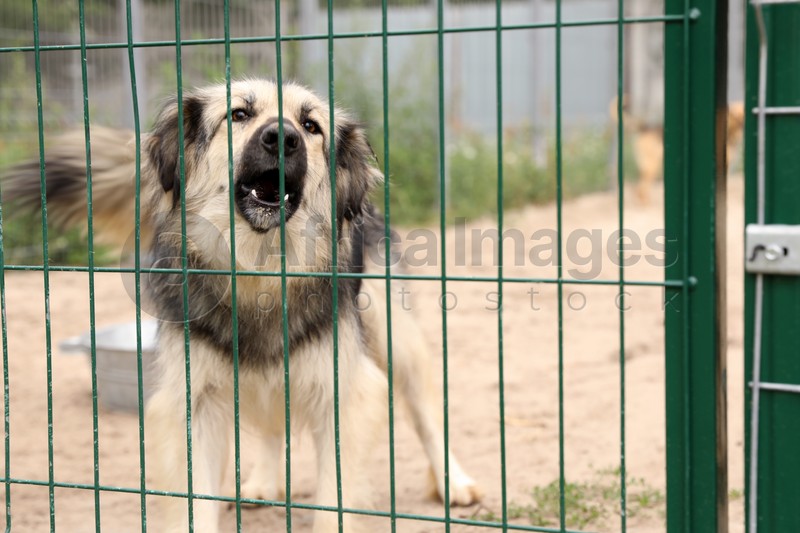 Homeless dog in cage at animal shelter outdoors. Concept of volunteering
