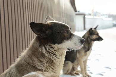 Photo of Homeless dogs on city street. Abandoned animals