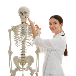 Female orthopedist with human skeleton model on white background