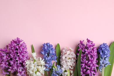 Beautiful spring hyacinth flowers on pink background, flat lay. Space for text