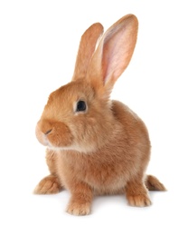 Cute bunny isolated on white. Easter symbol