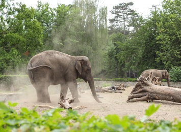 Beautiful elephant in zoological garden. Wild animal