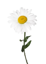 Beautiful fragrant chamomile flower isolated on white