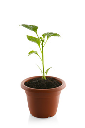 Photo of Green pepper seedling in flowerpot isolated on white