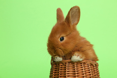 Adorable fluffy bunny in wicker basket on green background, closeup. Easter symbol