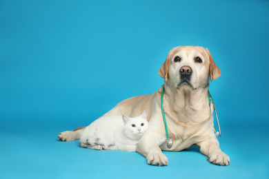 Cute Labrador dog with stethoscope as veterinarian and cat on light blue background