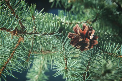 Coniferous tree branch with cone outdoors, closeup
