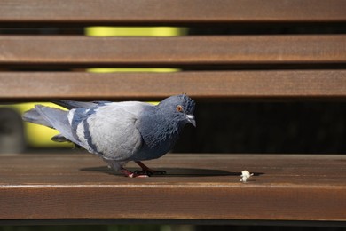 Beautiful grey dove on wooden bench outdoors, space for text