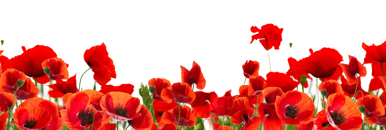 Image of Beautiful red poppy flowers on white background. Banner design 