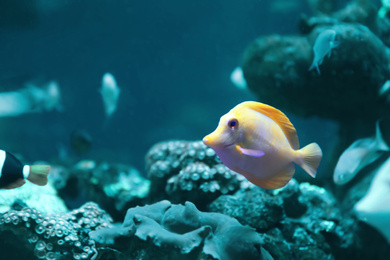 Beautiful yellow tang fish in clear aquarium water. Bleached coral - color of the year 2020