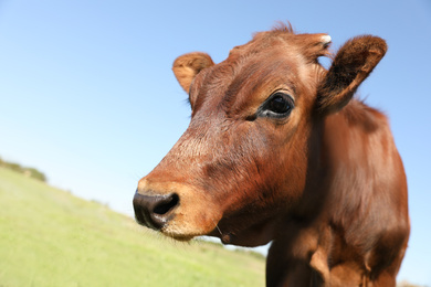 Photo of Cute brown calf outdoors on sunny day. Animal husbandry