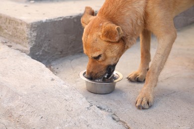 Dog drinking water on street. Heat stroke prevention