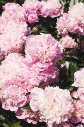 Wonderful fragrant pink peonies outdoors, closeup view