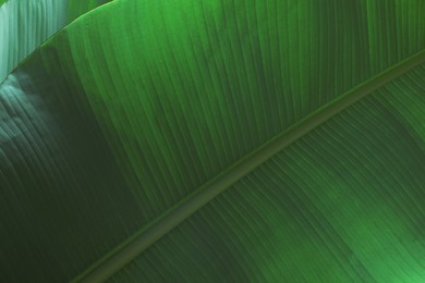 Photo of Fresh green banana leaf, closeup. Tropical plant