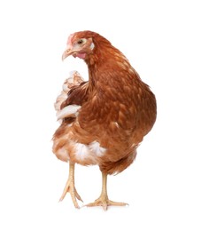 Beautiful chicken on white background. Domestic animal