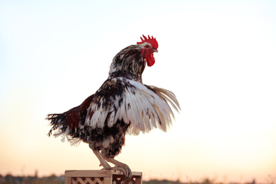Photo of Big domestic rooster on wooden stand at sunrise. Morning time