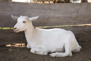 Cute domestic goat on farm. Animal husbandry