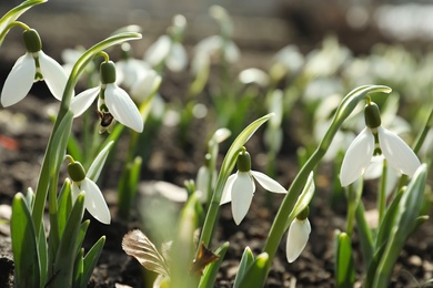 Beautiful snowdrops growing outdoors. Early spring flowers