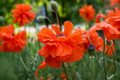 Beautiful bright red poppy flowers outdoors, closeup view