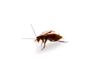 Brown cockroach isolated on white. Pest control