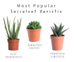 Most popular succulent varieties. Houseplants and names on white background