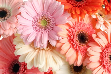 Beautiful colorful gerbera flowers as background, closeup