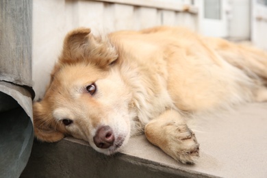 Photo of Homeless dog on porch outdoors. Abandoned animal