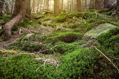 Ground covered with bright moss in forest