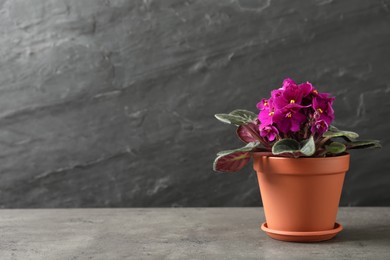 Beautiful potted violet flowers on grey table, space for text. Delicate house plant