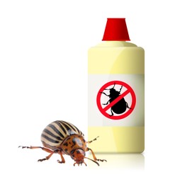 Insecticide and Colorado potato beetle on white background